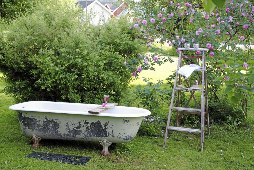 Et herlig, gammelt, badekar har fått plass ved rosebusken i hagen. Et herlig, gammelt, badekar har fått plass ved rosebusken i hagen.