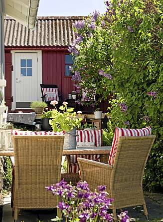 SYRINBLOMSTRING. Nå står syrinene i full blomst i hagen. I bakgrunnen skimtes plattingen foran annekset. SYRINBLOMSTRING. Nå står syrinene i full blomst i hagen. I bakgrunnen skimtes plattingen foran annekset.