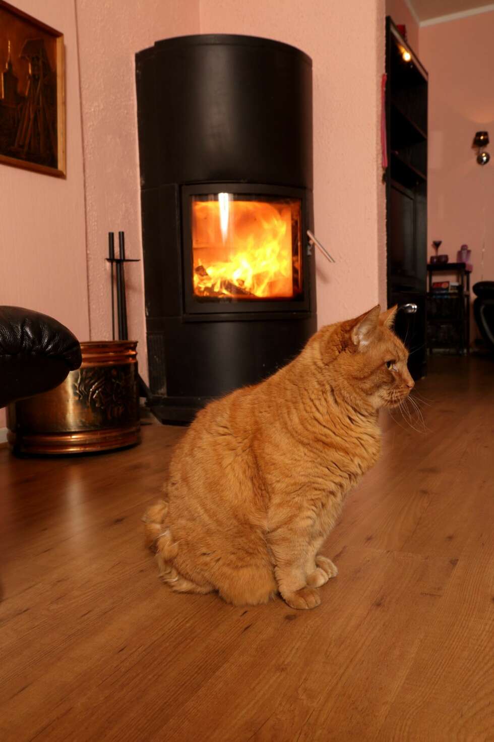 LEVER GODT: Katten ""Skipperen"" har levd 17 gode år i det gamle huset, og sett farger komme og gå. LEVER GODT: Katten ""Skipperen"" har levd 17 gode år i det gamle huset, og sett farger komme og gå.