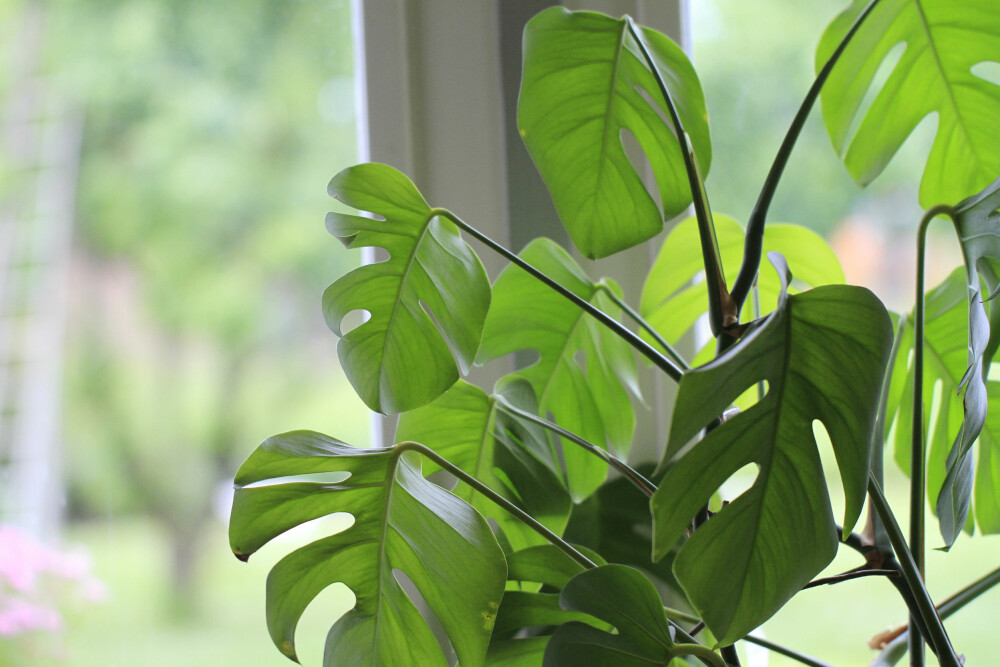 PÅ VEI UT: Grønne planter er på vei ut, mener interiørdesigner i Intro interiørdesign AS, Mia Kjeldstad Hansen. PÅ VEI UT: Grønne planter er på vei ut, mener interiørdesigner i Intro interiørdesign AS, Mia Kjeldstad Hansen.