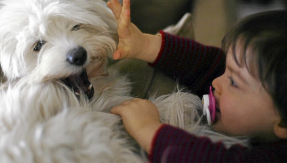 BARN OG HUNDER: Kan det å oppdra barn sammenlignes med å trene hund? BARN OG HUNDER: Kan det å oppdra barn sammenlignes med å trene hund?