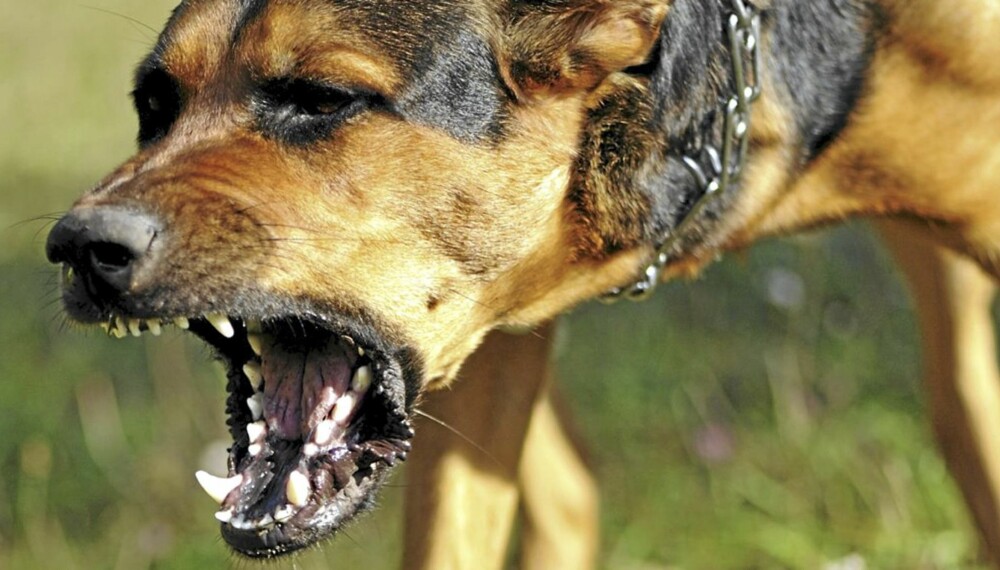 BÅNDTVANG: Etter 1. april er det straffbart å ikke ha hunden i bånd. BÅNDTVANG: Etter 1. april er det straffbart å ikke ha hunden i bånd.