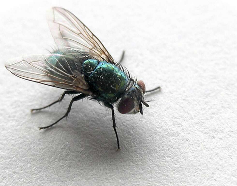 INSEKTER: Vanligvis er det ikke farlig om barnet ditt får i seg en flue eller et annet insekt. Det man imidlertid skal være bevisst på er veps og bier. Disse kan gi komplikasjoner. Foto: <a href="http://flickr.com/photos/laserstars/640499324///">jpctalbot</a> på Flicker.com. Noen <a href="http://creativecommons.org/licenses/by/2.0/deed.en_GB">rettigheter</a> reservert. INSEKTER: Vanligvis er det ikke farlig om barnet ditt får i seg en flue eller et annet insekt. Det man imidlertid skal være bevisst på er veps og bier. Disse kan gi komplikasjoner. Foto: <a href="http://flickr.com/photos/laserstars/640499324///">jpctalbot</a> på Flicker.com. Noen <a href="http://creativecommons.org/licenses/by/2.0/deed.en_GB">rettigheter</a> reservert.