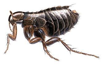 ROBUST KRABAT: Fugleloppa er vingeløs, flattrykt fra siden, brunsvart av farge og 2-3 mm lang. ROBUST KRABAT: Fugleloppa er vingeløs, flattrykt fra siden, brunsvart av farge og 2-3 mm lang.
