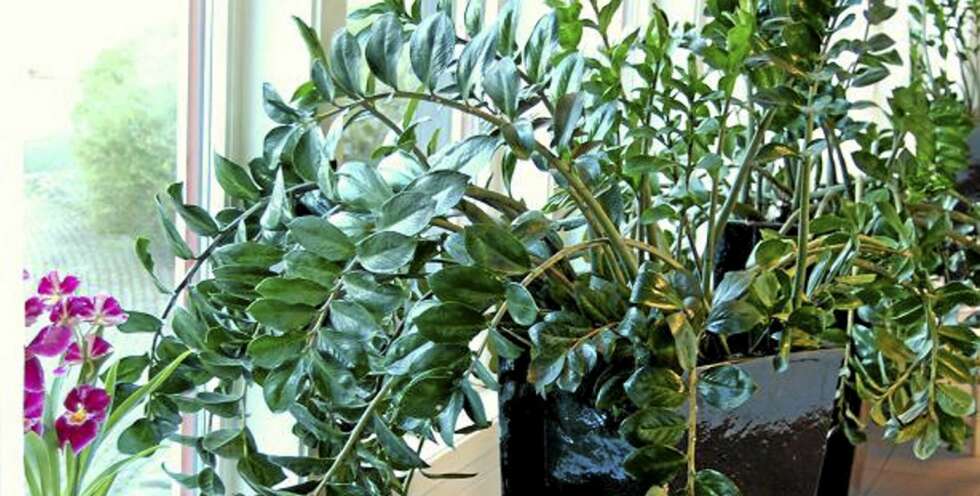 ENKEL PLANTE: Det finnes noen planter som liker "mishandling" - som tåler at du glemmer å vanne dem. Blankblad er en plante som overlever nær sagt "alt". ENKEL PLANTE: Det finnes noen planter som liker "mishandling" - som tåler at du glemmer å vanne dem. Blankblad er en plante som overlever nær sagt "alt".