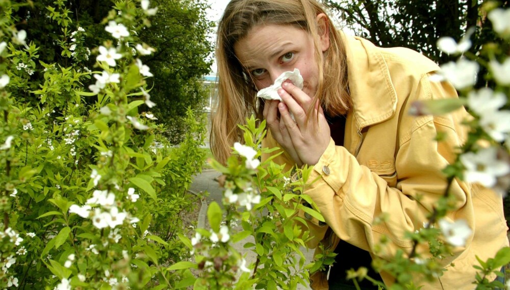 MER ALLERGI: Det at stadig flere av oss har bosatt seg i byer og tettsteder i stedet for på landet, har trolig ført til at flere blir allergiske. MER ALLERGI: Det at stadig flere av oss har bosatt seg i byer og tettsteder i stedet for på landet, har trolig ført til at flere blir allergiske.