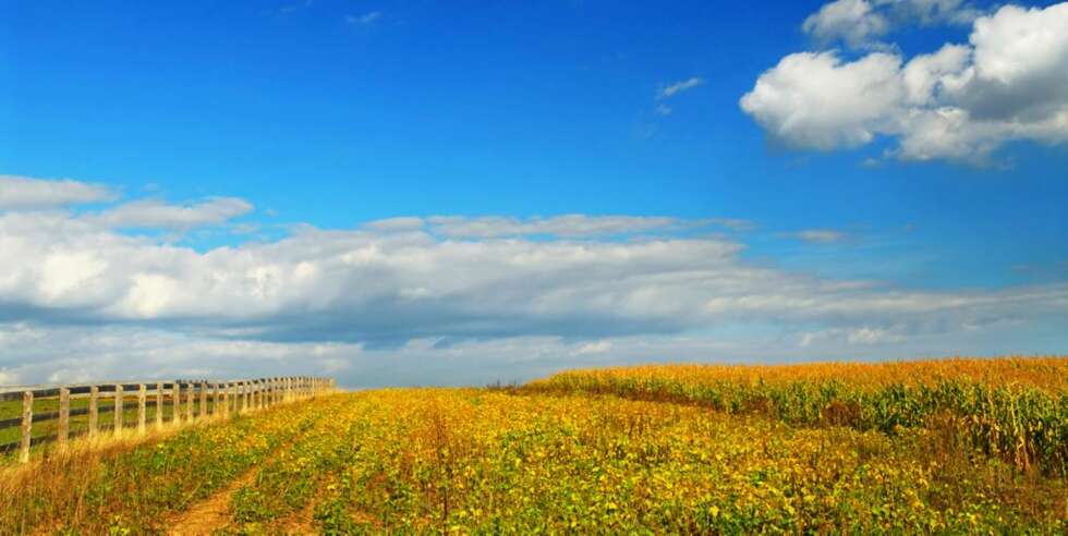 FØRST: Mais og soya var blant de første matplantene som ble genmodifisert. FØRST: Mais og soya var blant de første matplantene som ble genmodifisert.