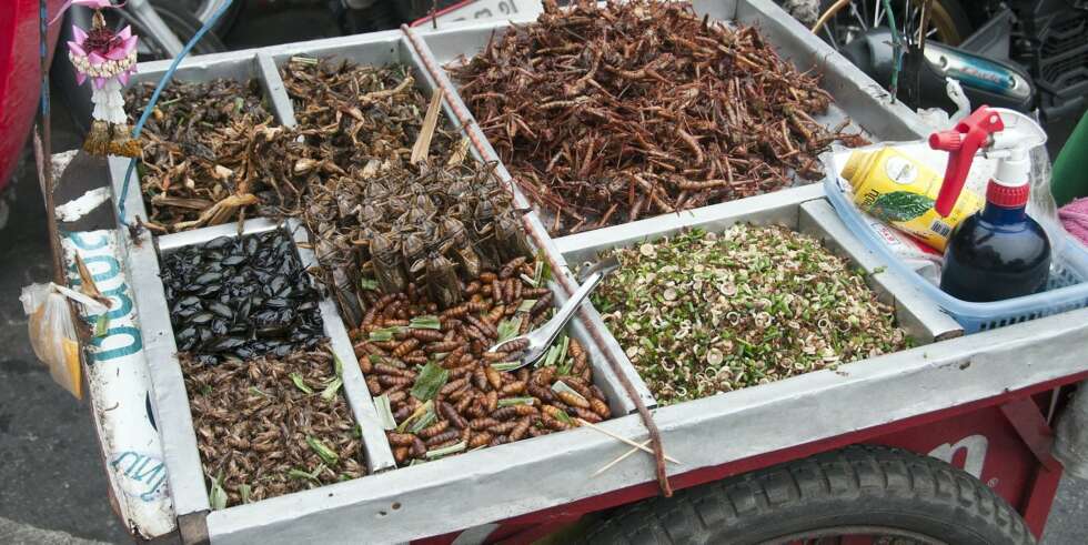 FRAMTIDSMAT: Se til Østen! Insekter og larver kan være gode proteinkilder for nordmenn om noen år. FRAMTIDSMAT: Se til Østen! Insekter og larver kan være gode proteinkilder for nordmenn om noen år.