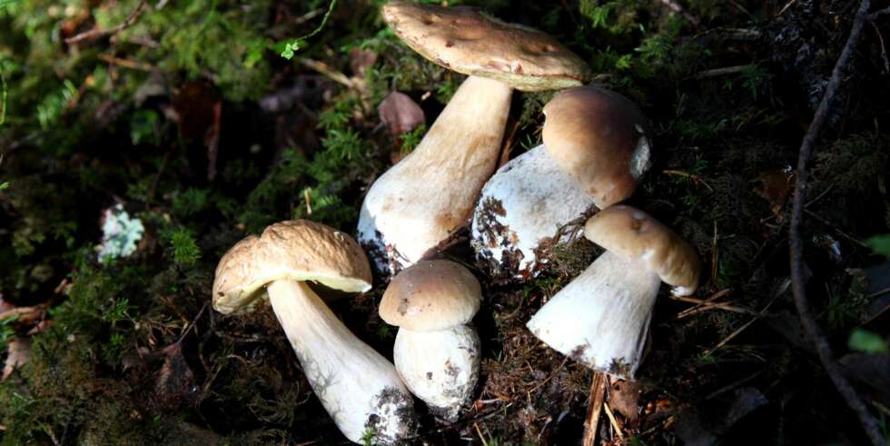 2. STEINSOPP: Lysebrun til mørkebrun hatt, halvkuleformet med rørlag. Vokser spredt enkeltvis eller i mindre grupper i løv ¿ og barskog. 2. STEINSOPP: Lysebrun til mørkebrun hatt, halvkuleformet med rørlag. Vokser spredt enkeltvis eller i mindre grupper i løv ¿ og barskog.