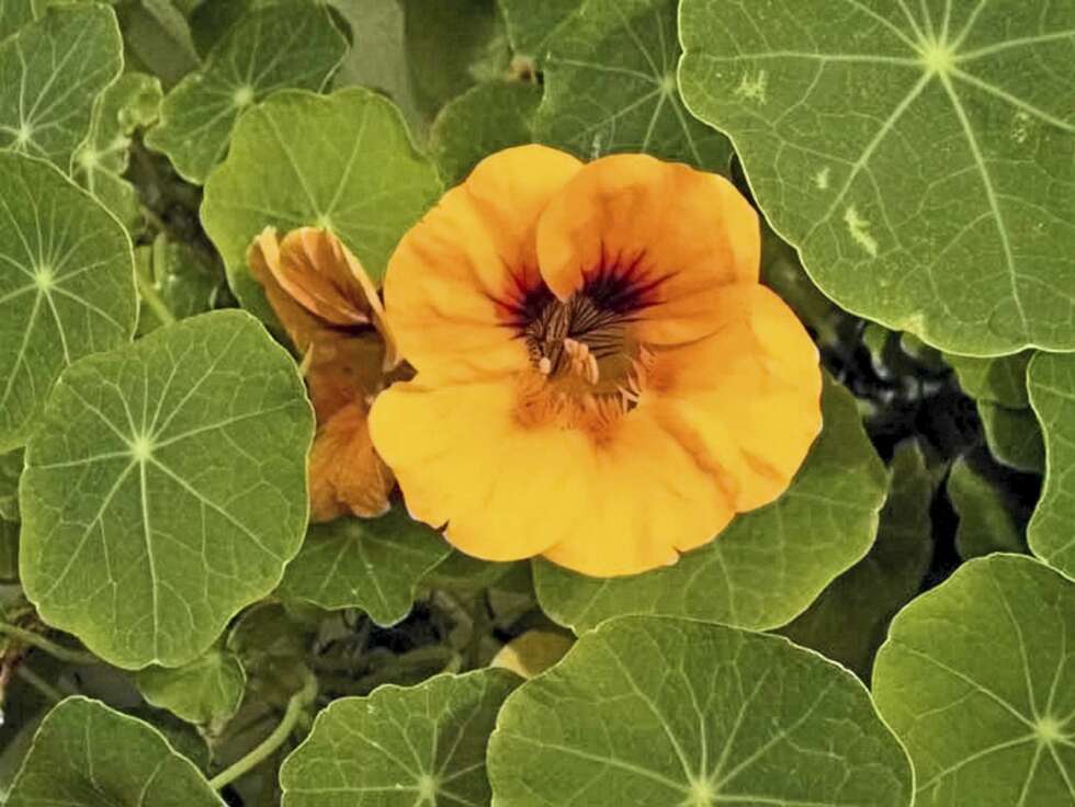 BLOMKARSE: Velkent hageblomst, som kan spises i salater og annen mat. BLOMKARSE: Velkent hageblomst, som kan spises i salater og annen mat.