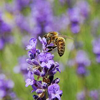 LAVENDEL: Mat for både seks- og tobeinte. LAVENDEL: Mat for både seks- og tobeinte.