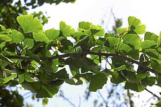 HELT GINGKO: Gingko-planten skal motvirke demens, men kan også forsterke blødninger og virkning av blodfortynnende medisiner. HELT GINGKO: Gingko-planten skal motvirke demens, men kan også forsterke blødninger og virkning av blodfortynnende medisiner.