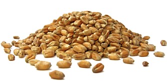 BULGUR: Kornet har en lett nøttaktig smak som de fleste liker. BULGUR: Kornet har en lett nøttaktig smak som de fleste liker.
