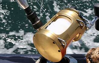 SHIMANO: Det fiskes med stang av typen Penn Tunastick og med snelle av typen Shimano tiagra 130 ib SHIMANO: Det fiskes med stang av typen Penn Tunastick og med snelle av typen Shimano tiagra 130 ib