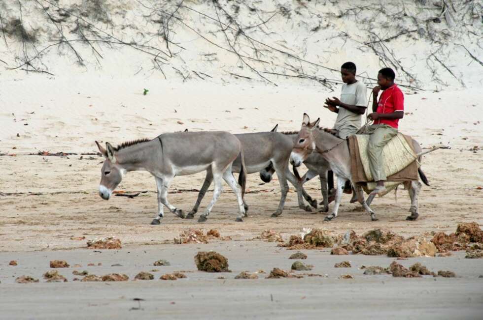 ESEL PÅ STRAND: Lamu har en 25 kilometer lang sandstrand. Det tar seks timer å gå ned hele stranden, men en del raskere går det å ri på esel. ESEL PÅ STRAND: Lamu har en 25 kilometer lang sandstrand. Det tar seks timer å gå ned hele stranden, men en del raskere går det å ri på esel.