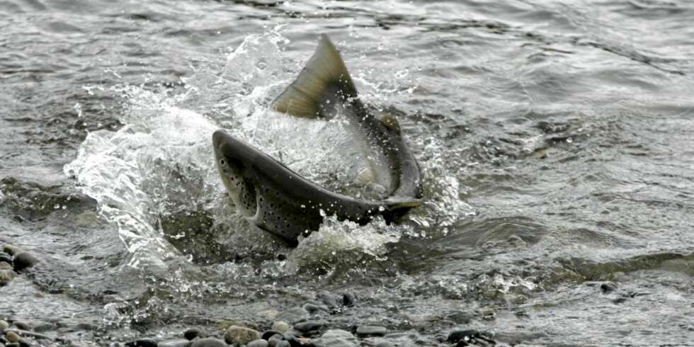 TRUET: Den vill atlanterhavslaksen er truet - oppdrettsnæringen og spredning av lakselus er den mest alvorlige trusselen. TRUET: Den vill atlanterhavslaksen er truet - oppdrettsnæringen og spredning av lakselus er den mest alvorlige trusselen.