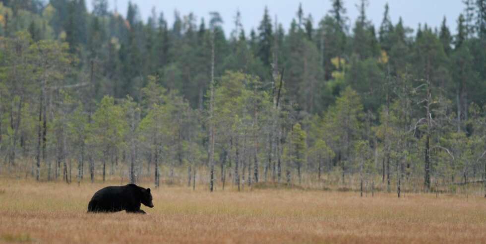 DOBLET BJØRNESTAMME: Selv om bjørnestammen i Norge har doblet seg mange steder de siste ti årene, er det svært sjelden at noen kommer nært innpå dyret. Dette bildet er tatt i Finland. DOBLET BJØRNESTAMME: Selv om bjørnestammen i Norge har doblet seg mange steder de siste ti årene, er det svært sjelden at noen kommer nært innpå dyret. Dette bildet er tatt i Finland.