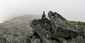RYPE: Vi både så og hørte rype så høyt som 1300 meter over havet, så det er mulig å slå to fluer i en smekk: fottur i Sunnmørsalpene og rypejakt. RYPE: Vi både så og hørte rype så høyt som 1300 meter over havet, så det er mulig å slå to fluer i en smekk: fottur i Sunnmørsalpene og rypejakt.