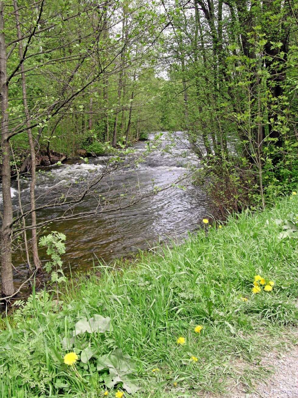 DU GAMLE, DU GRÅ: Akerselva under vårflom i mai litt ovenfor Nydalsdammen. DU GAMLE, DU GRÅ: Akerselva under vårflom i mai litt ovenfor Nydalsdammen.