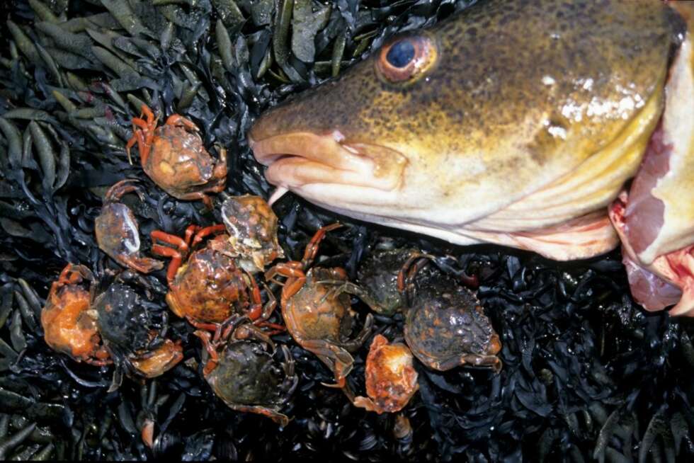 KRABBE: Denne taretorsken hadde proppet seg helt full av strandkrabber. Krabber er et glimrende agn til bl.a. torsk og havabbor, men er lite brukt i Norge. KRABBE: Denne taretorsken hadde proppet seg helt full av strandkrabber. Krabber er et glimrende agn til bl.a. torsk og havabbor, men er lite brukt i Norge.