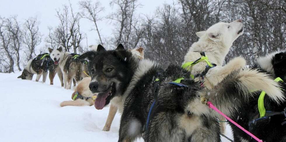 VOFF: Den hvite hunden startet å bjeffe så fort vi stoppet opp. VOFF: Den hvite hunden startet å bjeffe så fort vi stoppet opp.
