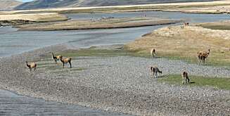 GUANACHO: En slags lama som beiter langs Rio Grandes bredder. GUANACHO: En slags lama som beiter langs Rio Grandes bredder.