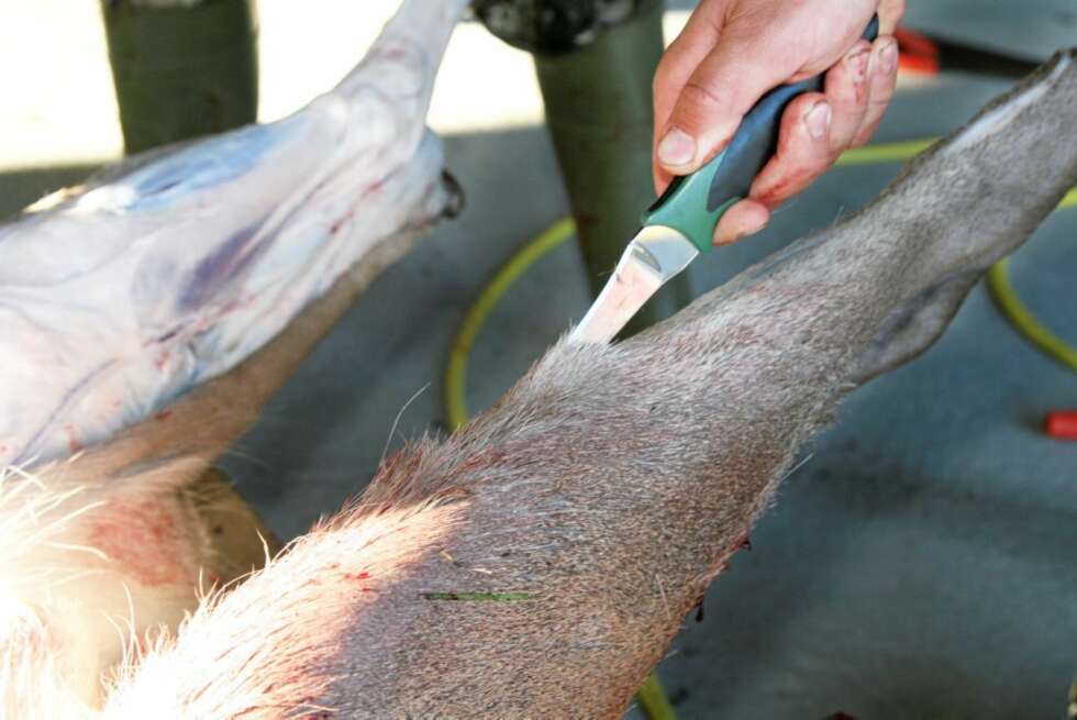 FLÅING: Kniven har svært gode egenskaper ved flåing. FLÅING: Kniven har svært gode egenskaper ved flåing.