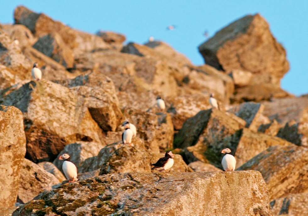 LUNDEFUGLER: Øya har hundrevis av lundefugler LUNDEFUGLER: Øya har hundrevis av lundefugler