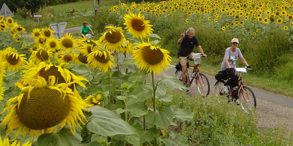 SOLSIKKER: Når to meter høye solsikker vinker ned til deg, er det vanskelig å ikke la seg imponere. Her fra en sykkeltur i nærheten av Provence. SOLSIKKER: Når to meter høye solsikker vinker ned til deg, er det vanskelig å ikke la seg imponere. Her fra en sykkeltur i nærheten av Provence.