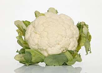 GRØNN HØST: Blomkål. Foto: Opplysningskontoret for frukt og grønt GRØNN HØST: Blomkål. Foto: Opplysningskontoret for frukt og grønt
