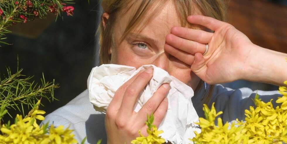 ALLERGI ELLER FORKJØLELSE: Symptomene på pollenallergi og forkjølelse er ofte ganske like - med tett og rennende nese, nysing og generell slapphet. ALLERGI ELLER FORKJØLELSE: Symptomene på pollenallergi og forkjølelse er ofte ganske like - med tett og rennende nese, nysing og generell slapphet.