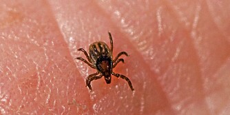 FRAMMARSJ: Flåtten er på frammarsj i Norge, og er mest fryktet for å bringe borrelia, men kan også bære på tularemi-smitte. FRAMMARSJ: Flåtten er på frammarsj i Norge, og er mest fryktet for å bringe borrelia, men kan også bære på tularemi-smitte.
