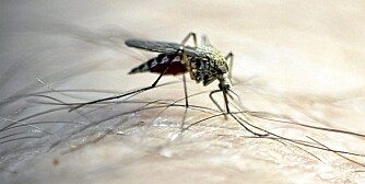 MYGG: Den er liten, men kan gjøre alvorlig skade. Bruk beskyttelse mot mygg når du reiser i områder med malaria og denguefeber. MYGG: Den er liten, men kan gjøre alvorlig skade. Bruk beskyttelse mot mygg når du reiser i områder med malaria og denguefeber.