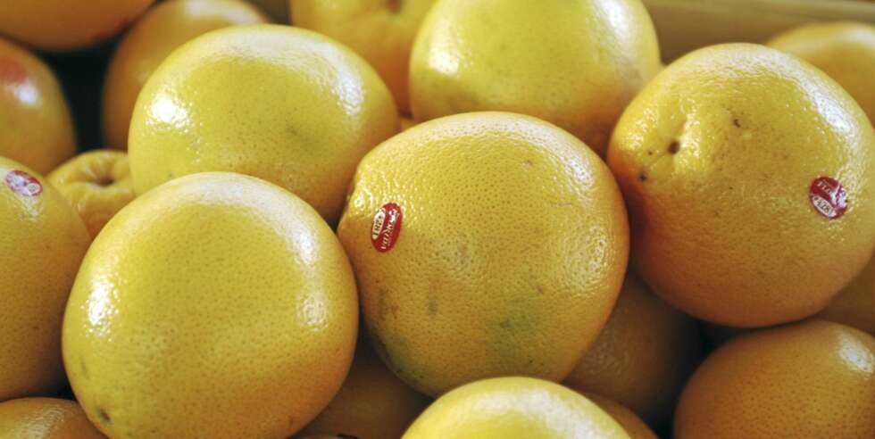 VERSTING: Grapefrukt er en versting når det gjelder interaksjon med medikamenter. VERSTING: Grapefrukt er en versting når det gjelder interaksjon med medikamenter.