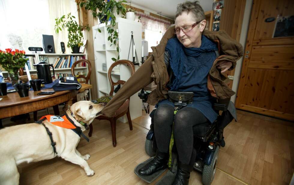 ÅRVÅKEN: Servicehunden Carmen spretter opp fra hvilestillingen straks matmor Johannarører på seg. Labradoren hjelper til med alt mulig. Også å kle av eieren sin. ÅRVÅKEN: Servicehunden Carmen spretter opp fra hvilestillingen straks matmor Johannarører på seg. Labradoren hjelper til med alt mulig. Også å kle av eieren sin.