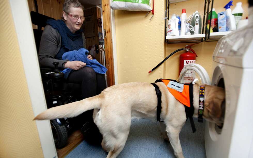 EN MESTER I ARBEID: Ingen plagg blir glemt når denne hunden tar ut av vaskemaskinen. EN MESTER I ARBEID: Ingen plagg blir glemt når denne hunden tar ut av vaskemaskinen.