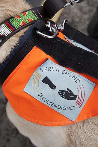 SERVICEHUND: Johanna Eike har MS. Hun har førerhunden Carmen som hjelper henne i det daglige. SERVICEHUND: Johanna Eike har MS. Hun har førerhunden Carmen som hjelper henne i det daglige.