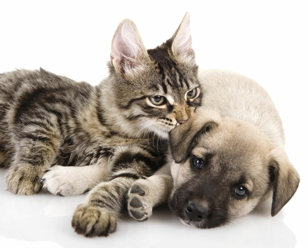 VIL HJELPE: Ja, det kan være fristende å ta med seg hjemløse kjæledyr hjem fra ferie. Veterinæren anbefaler å heller hjelpe dem der de er. FOTO: Thinkstockphotos VIL HJELPE: Ja, det kan være fristende å ta med seg hjemløse kjæledyr hjem fra ferie. Veterinæren anbefaler å heller hjelpe dem der de er. FOTO: Thinkstockphotos