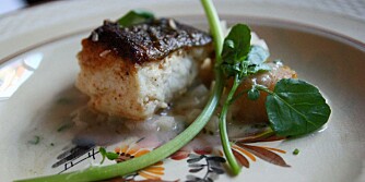 RESTAURANT BROR I KØBENHAVN: Steinbit. RESTAURANT BROR I KØBENHAVN: Steinbit.