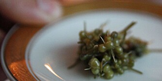 RESTAURANT BROR I KØBENHAVN: Saltet, umoden ramsløk. RESTAURANT BROR I KØBENHAVN: Saltet, umoden ramsløk.