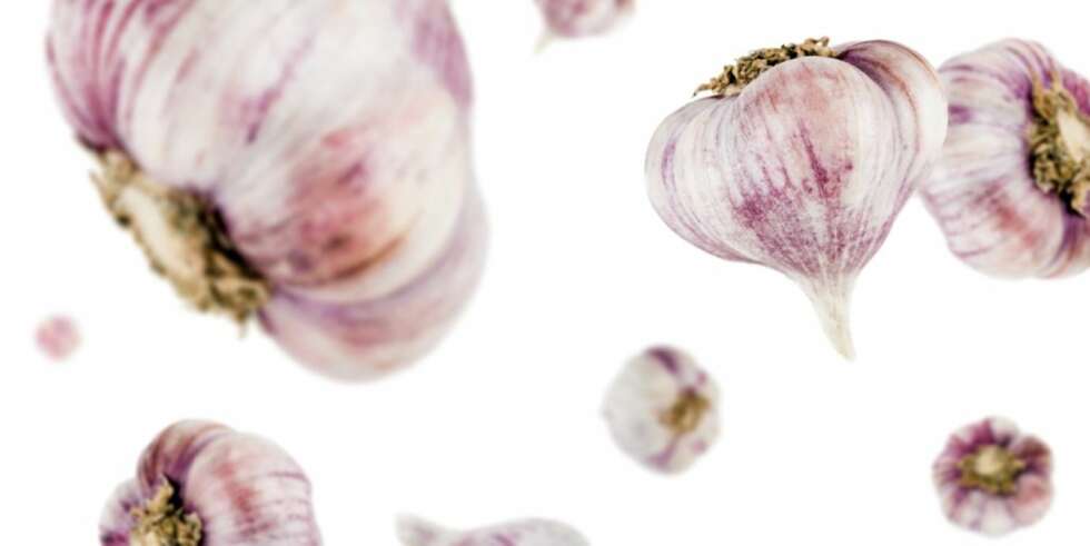 VELGJØRER: Hvitløken gjør deg like sunn som den gjør maten god. Foto: Istockphoto VELGJØRER: Hvitløken gjør deg like sunn som den gjør maten god. Foto: Istockphoto