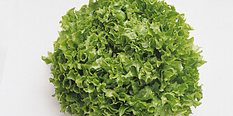 Frillice Frillice