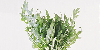 Rucola Rucola