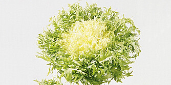 Frisée Frisée