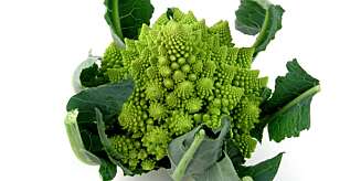 GRØNN HØST: Romanesco. Foto: Opplysningskontoret for frukt og grønt GRØNN HØST: Romanesco. Foto: Opplysningskontoret for frukt og grønt