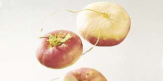 GRØNN HØST: Nepe. Foto: Opplysningskontoret for frukt og grønt GRØNN HØST: Nepe. Foto: Opplysningskontoret for frukt og grønt