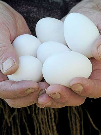 Vi spiser i gjennomsnitt cirka et halv egg per dag. Vi spiser i gjennomsnitt cirka et halv egg per dag.