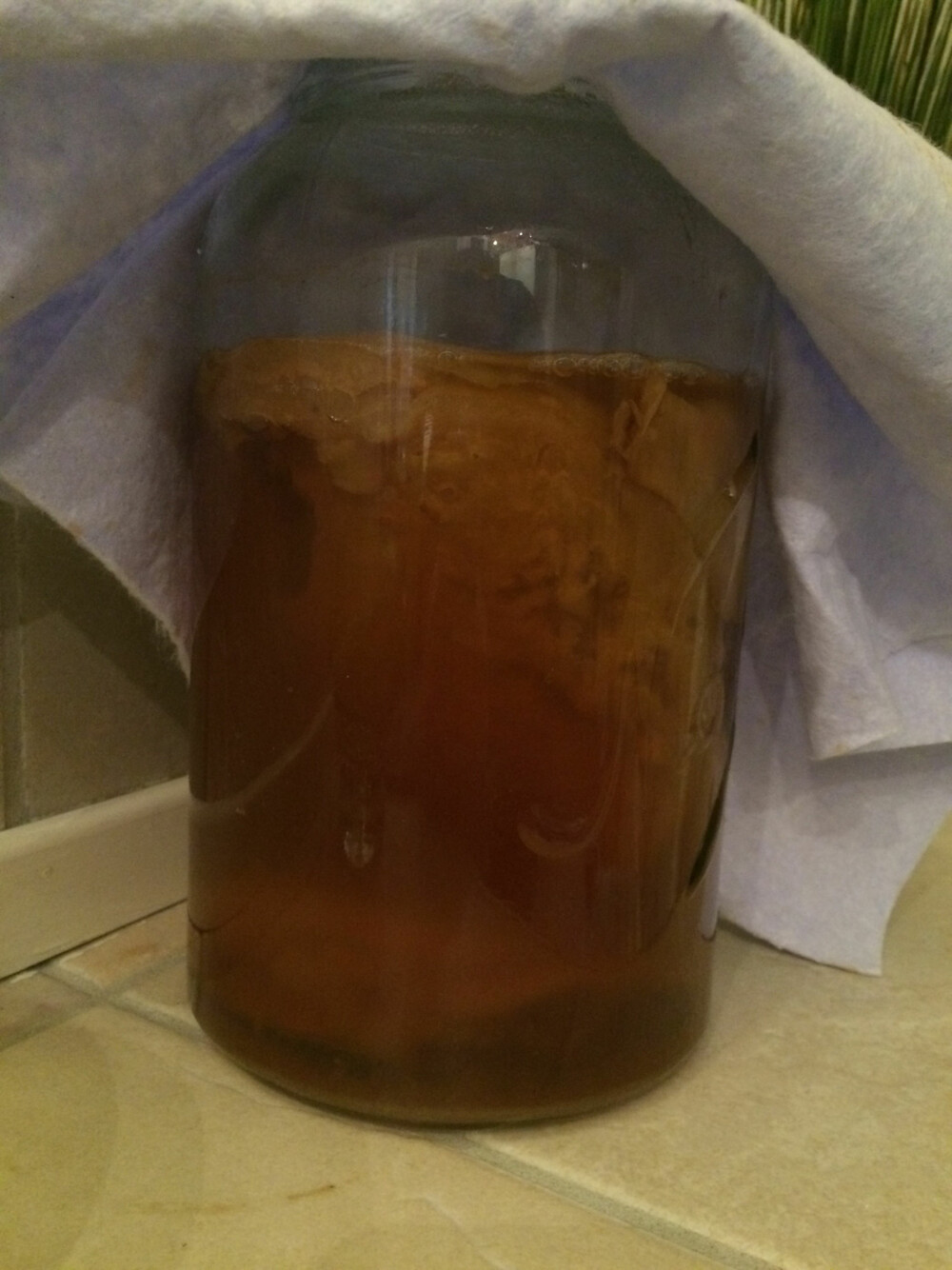 KOMBUCHA BRYGGES: Etter et par uker på badet er den klar. Det er ikke mange som mener at det er lekker å se på. KOMBUCHA BRYGGES: Etter et par uker på badet er den klar. Det er ikke mange som mener at det er lekker å se på.