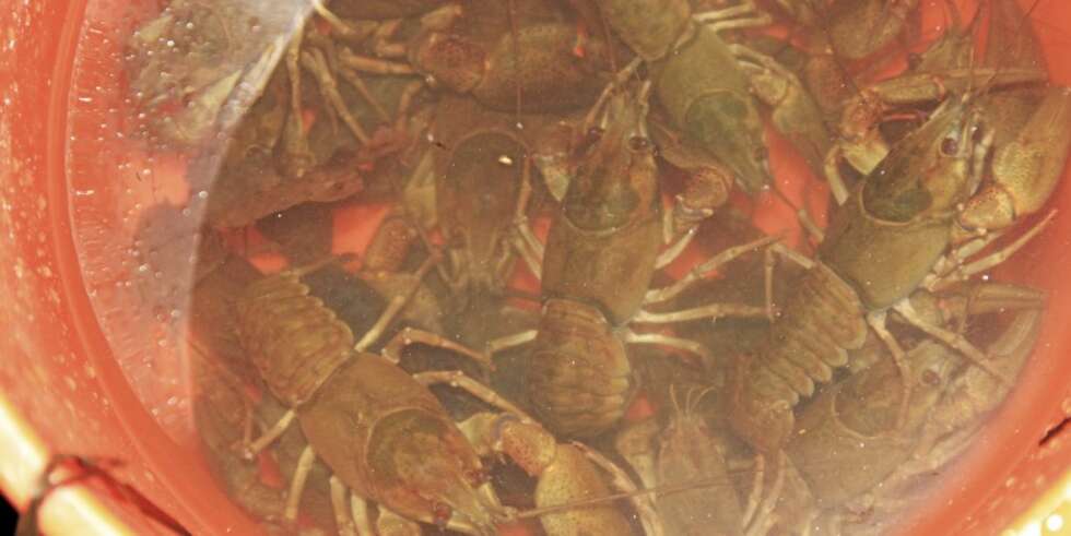 EI BØTTE KREPS: Vi ga oss da vi nærmet oss hundre kreps. EI BØTTE KREPS: Vi ga oss da vi nærmet oss hundre kreps.