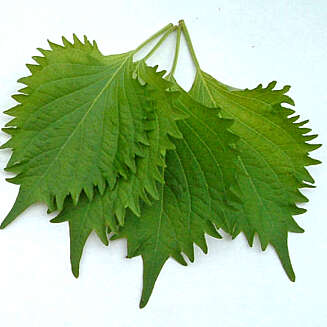 SHISO: Grønne shisoblader har smak og duft i retning av kanel. SHISO: Grønne shisoblader har smak og duft i retning av kanel.
